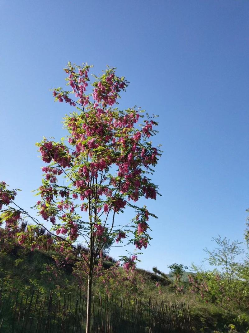 香花槐规格齐全量大从优承接绿化工程欢迎来电咨询