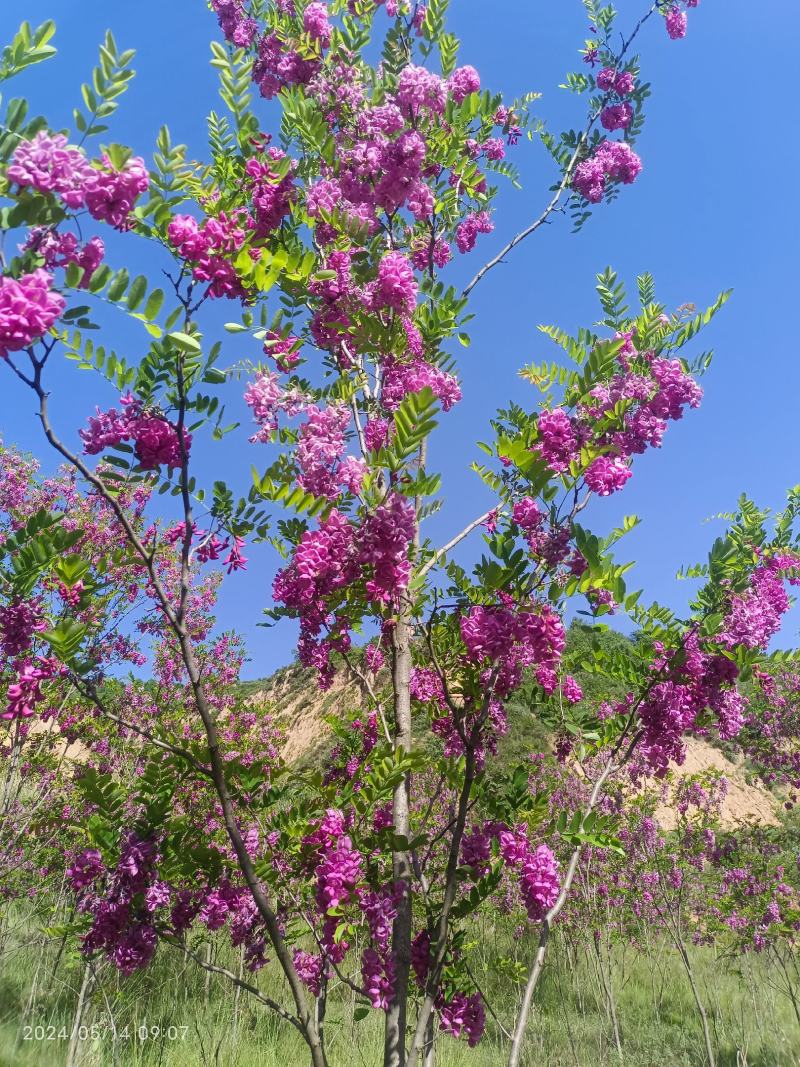 香花槐规格齐全量大从优承接绿化工程欢迎来电咨询