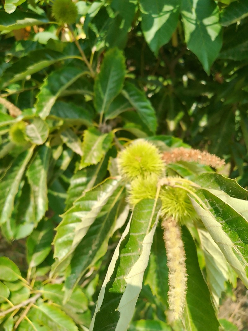 6年板栗树，挂果丰。200颗一次性全出。