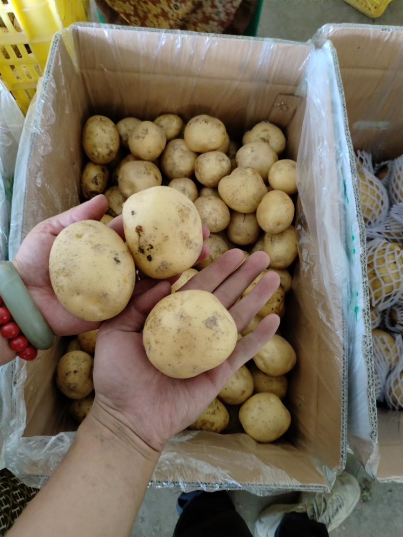 新疆阿克苏地区实验一号土豆