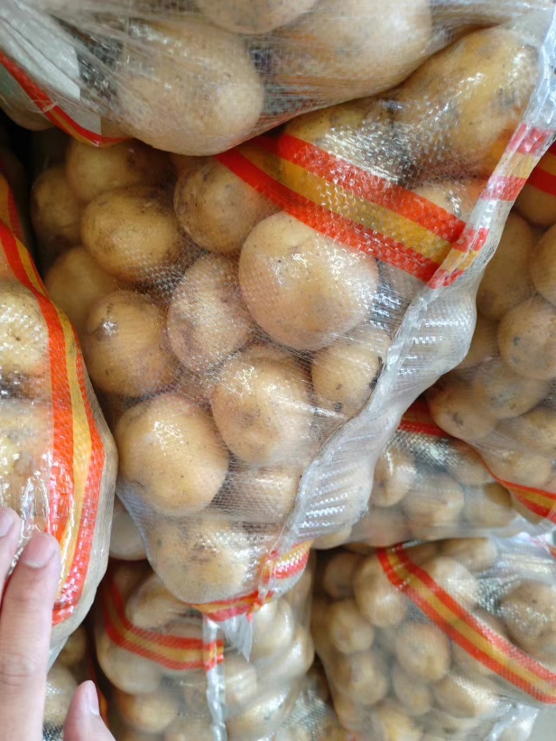 新疆阿克苏地区实验一号土豆