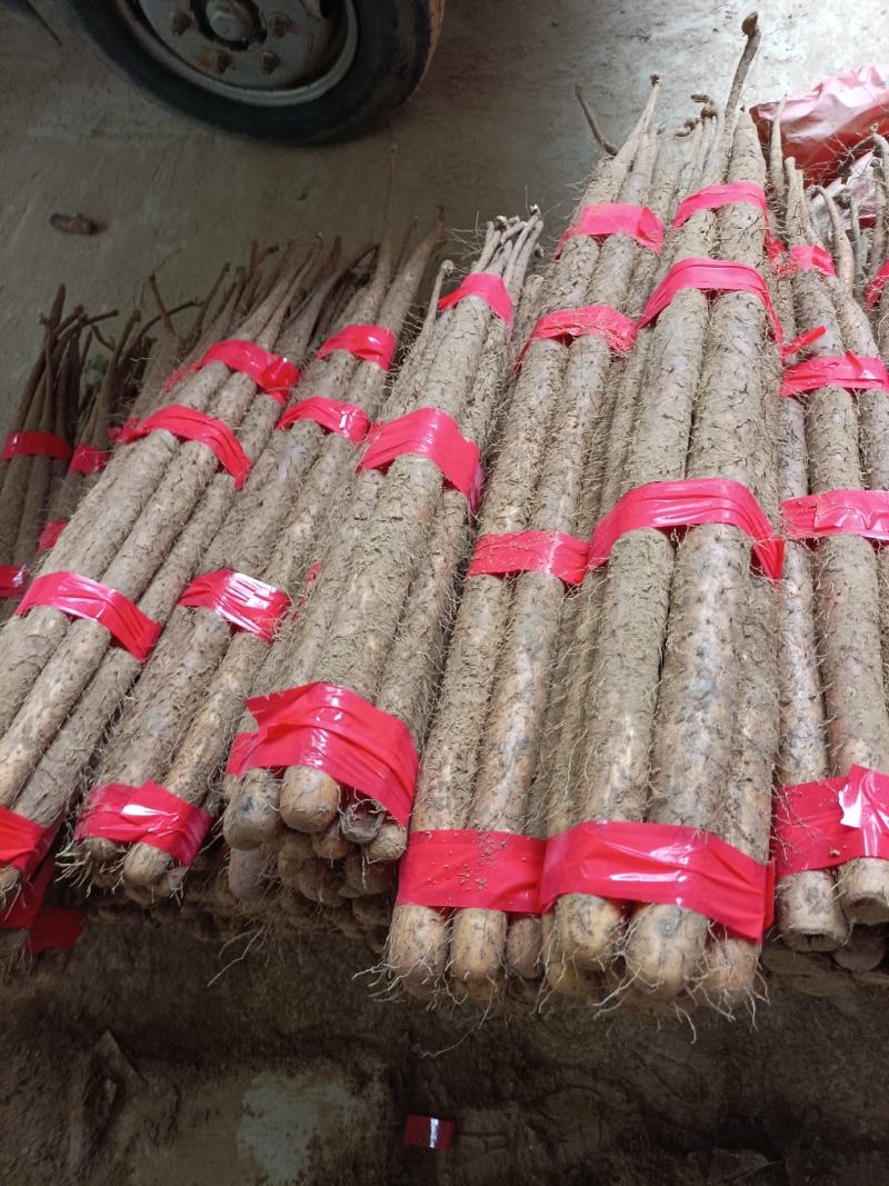 精品双胞山药山东菏泽山药之乡大量供应欢迎来电咨询