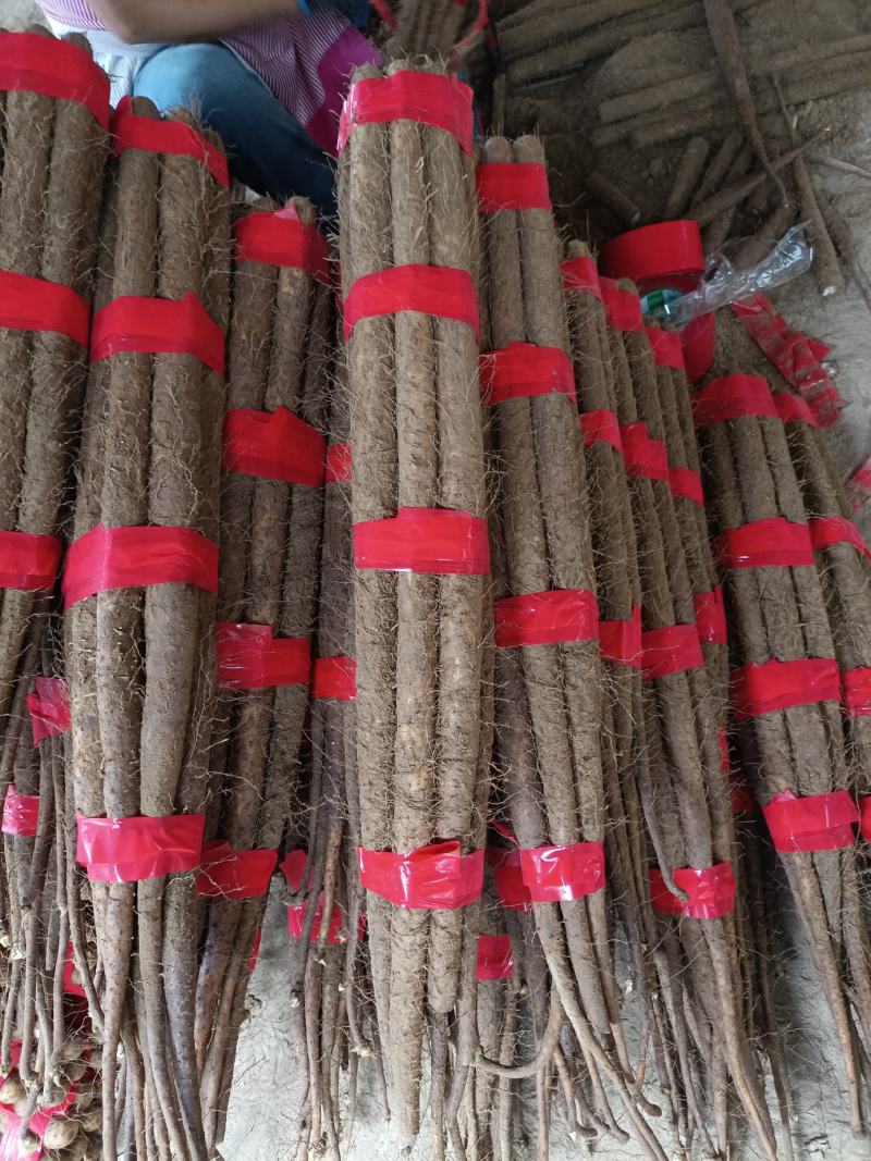 精品双胞山药山东菏泽山药之乡大量供应欢迎来电咨询