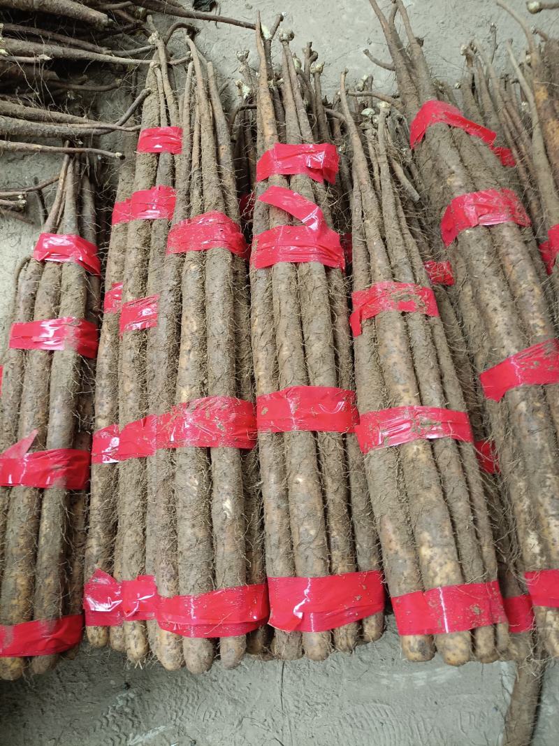 精品双胞山药山东菏泽山药之乡大量供应欢迎来电咨询