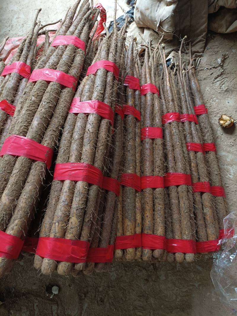精品双胞山药山东菏泽山药之乡大量供应欢迎来电咨询