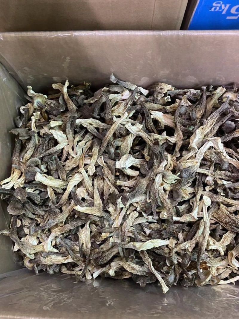 鹿茸菇干货批发产地直销当季鹿茸菇颜色新味道浓郁无碎无沙