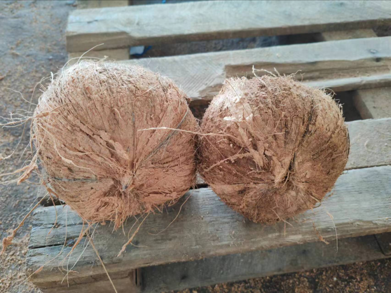 越南毛椰子