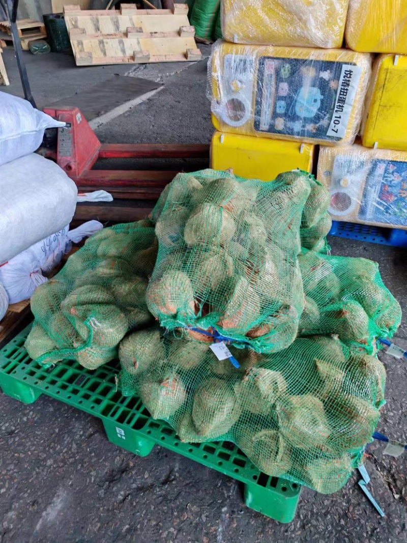 越南毛椰子