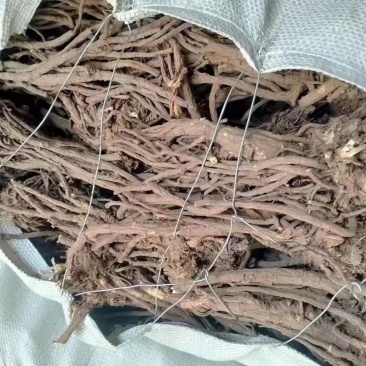 精品羌活价格优惠量大从优欢迎咨询