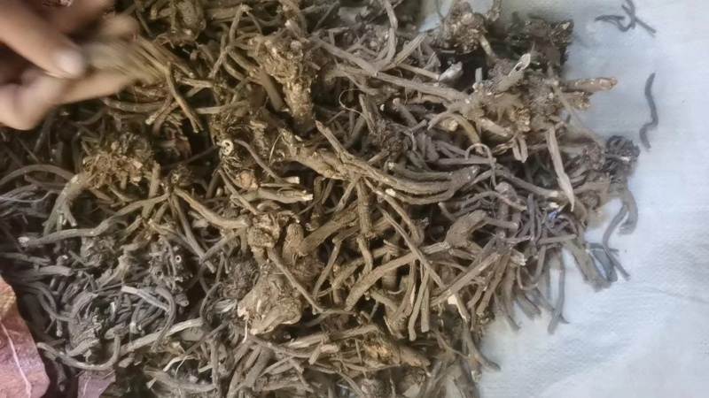 精品羌活价格优惠量大从优欢迎咨询