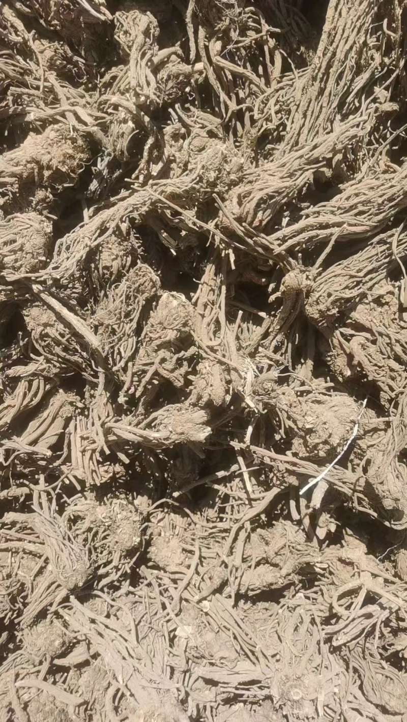 精品羌活价格优惠量大从优欢迎咨询