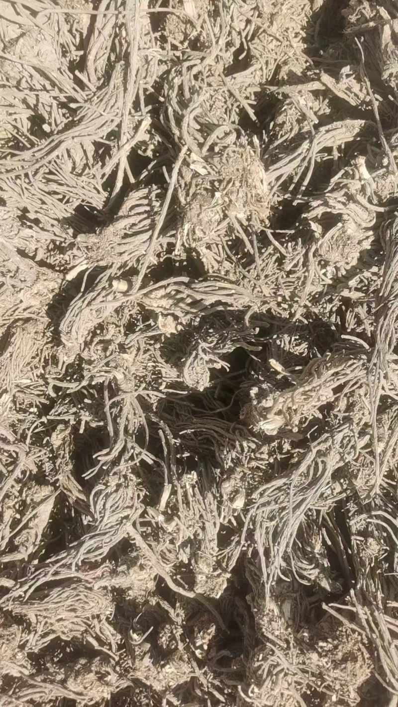 精品羌活价格优惠量大从优欢迎咨询