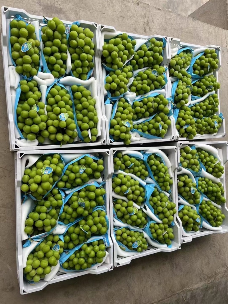 阳光玫瑰大量上市保质保量三省河北河南山东