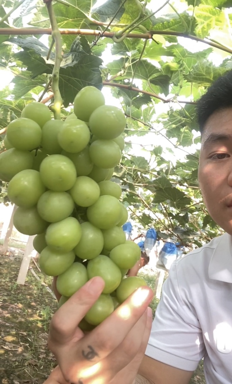 阳光玫瑰克伦生现货供应、质量好价格低