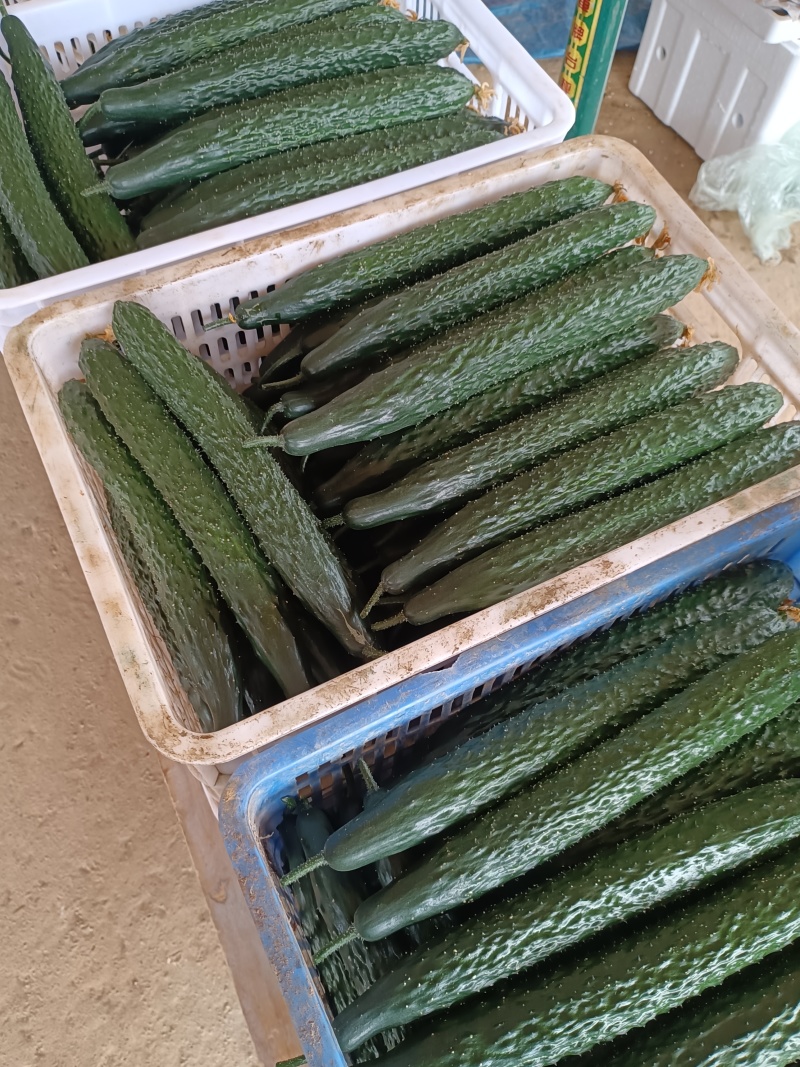 贵州精品黄瓜，耐运输