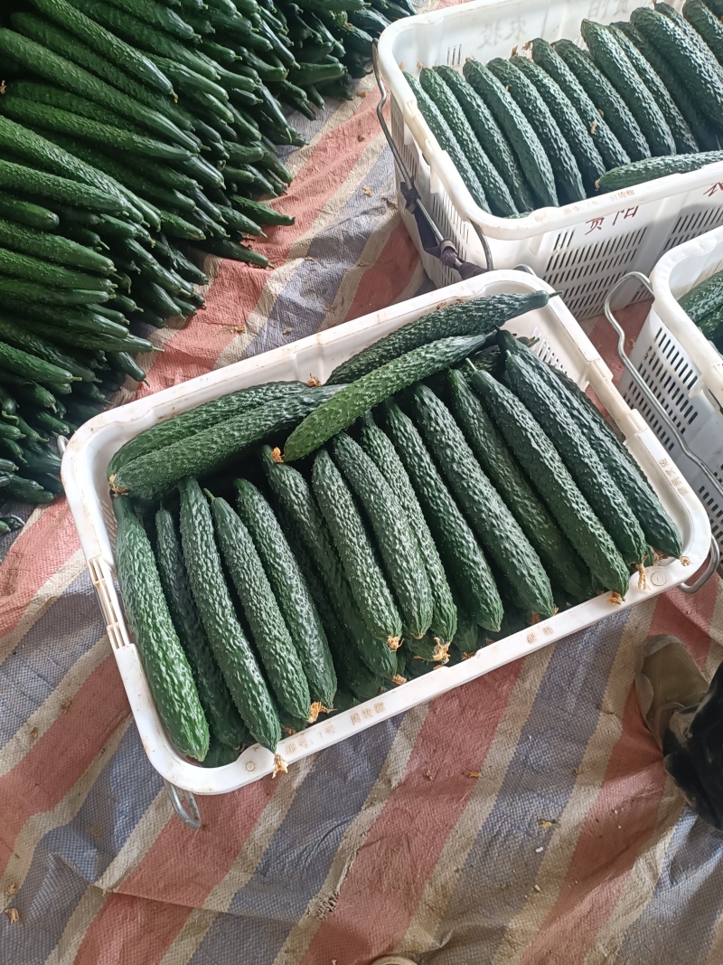 贵州精品黄瓜，耐运输