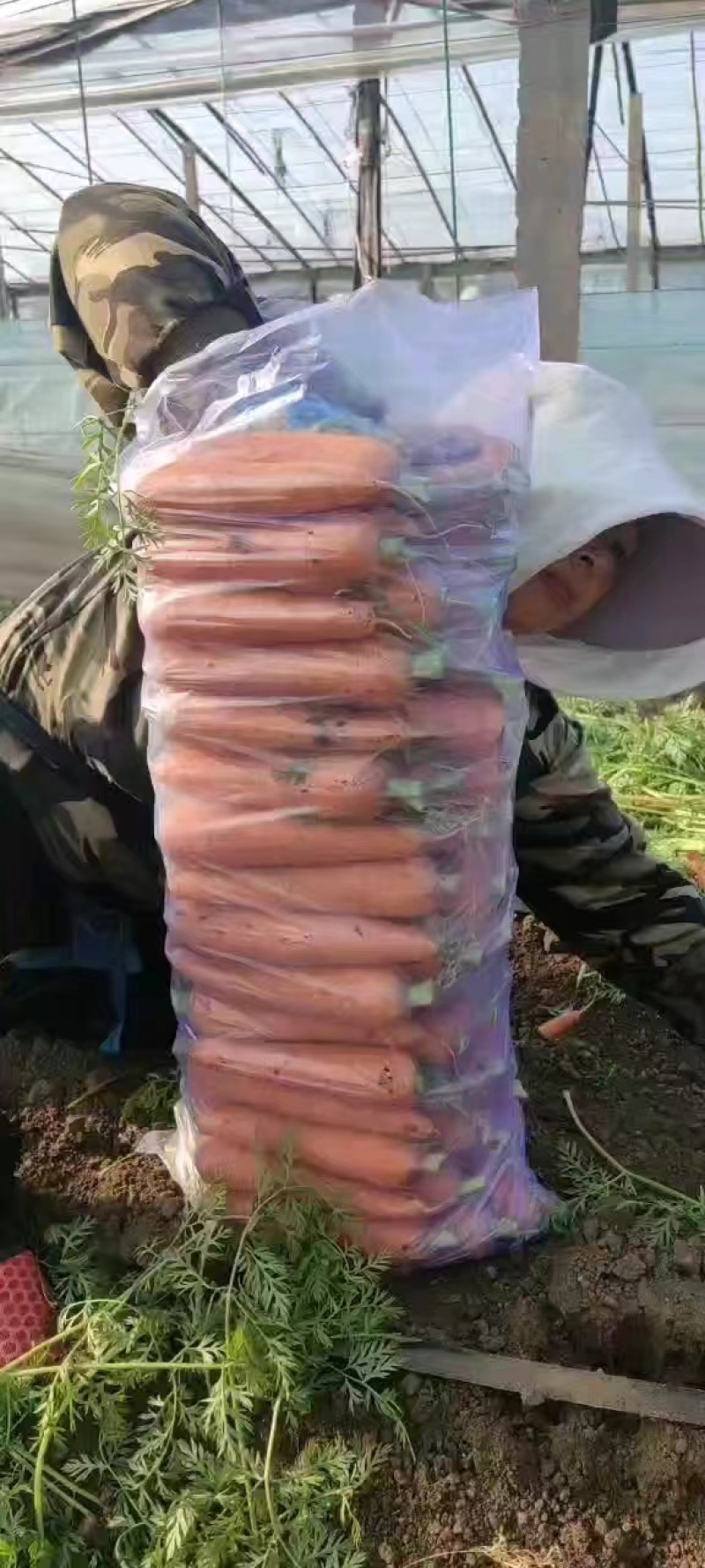 山东潍坊三红精品胡萝卜大量上市产地发货保质保量
