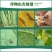 百农思达-25%噻虫嗪-水粉散粒剂(货源充足欢迎咨询)