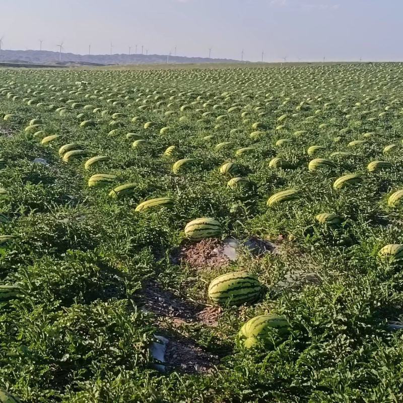宁夏硒砂瓜