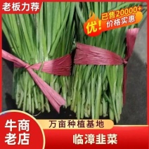 临漳万亩韭菜基地常年供应优质韭菜，有需要的老板联系。