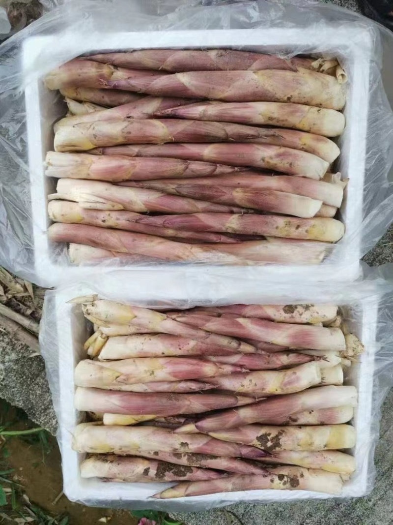 新鲜现挖雷竹笋秋笋八月笋
