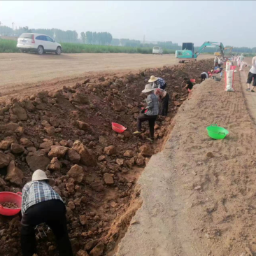 能组织大量务农人员帮助大家进行采摘工作具体商议欢迎联系