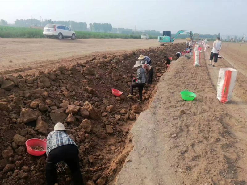 能组织大量务农人员帮助大家进行采摘工作具体商议欢迎联系