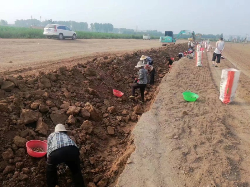 能组织大量务农人员帮助大家进行采摘工作具体商议欢迎联系