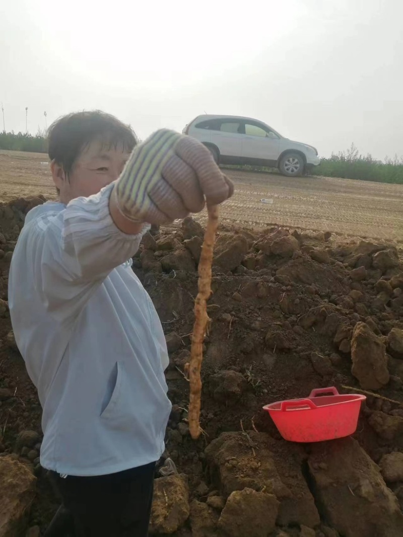 能组织大量务农人员帮助大家进行采摘工作具体商议欢迎联系