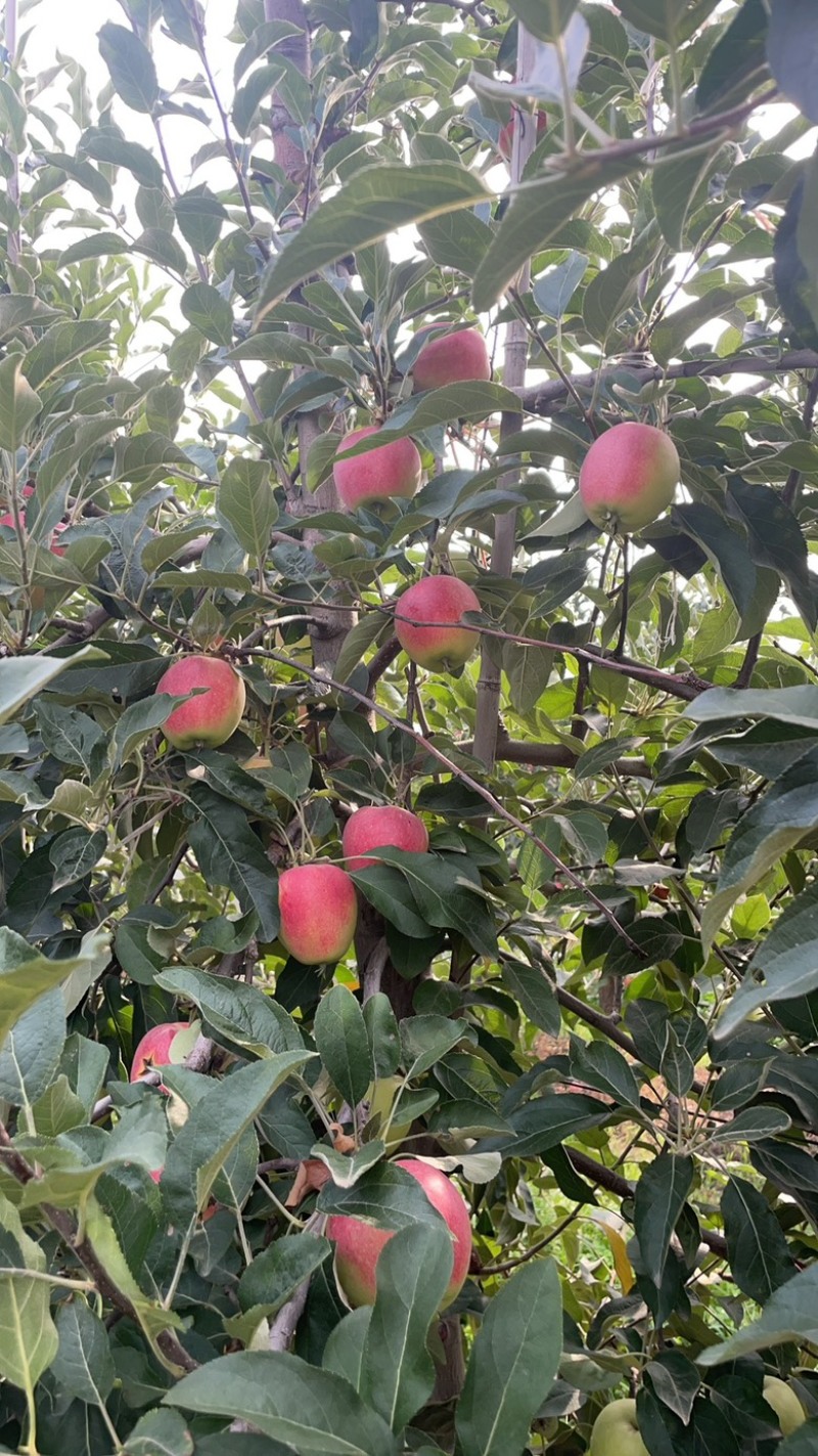 早熟鲁丽苹果脆甜不酸，基地供应，质量稳定