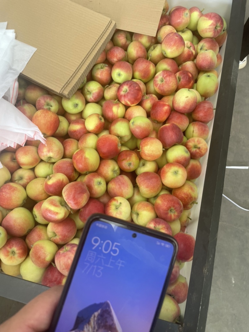 早熟鲁丽苹果脆甜不酸，基地供应，质量稳定