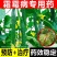 辉科-86%波尔多液-水粉散粒剂(货源充足欢迎咨询)
