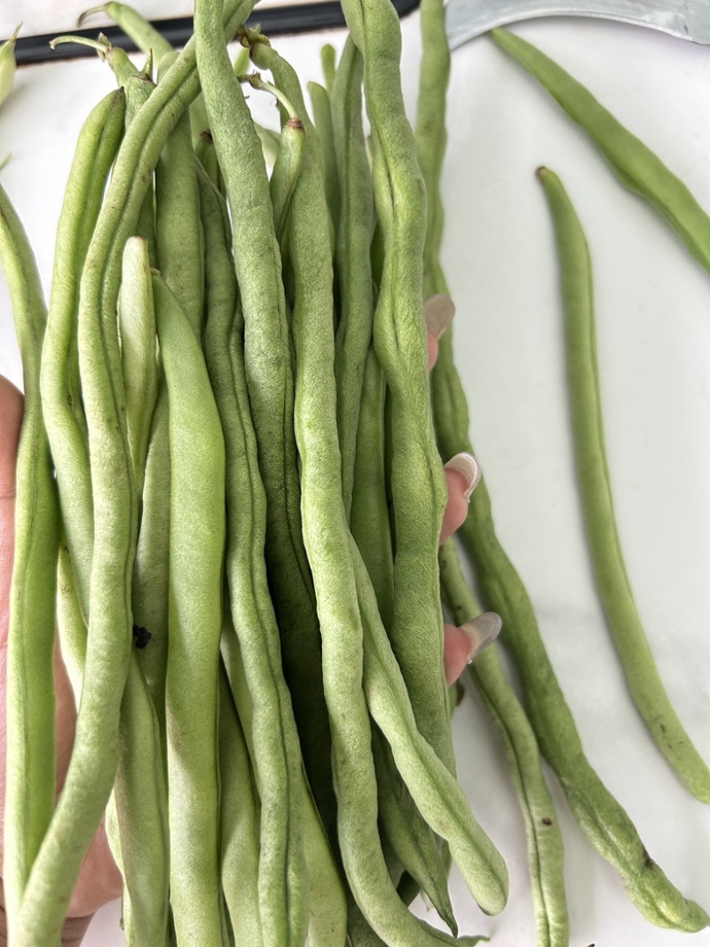 四季豆小金豆无筋豆扁豆产地直供价格优惠电商一件代发