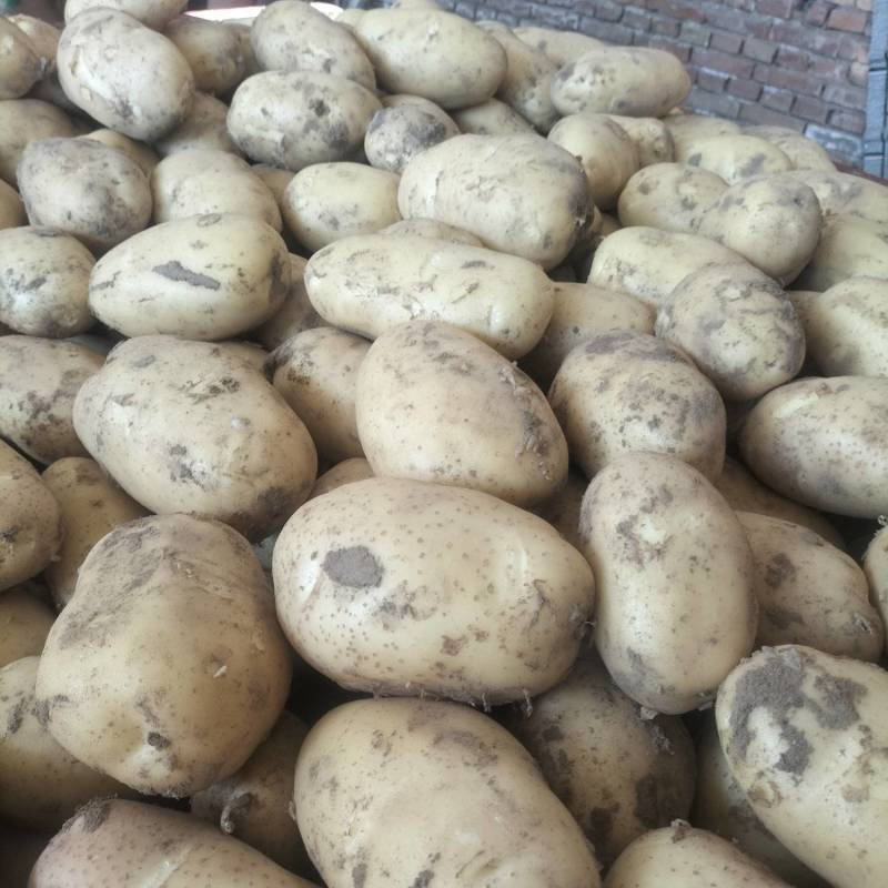 甘肃省临洮黄心土豆洋芋产地直供量大价优欢迎致电