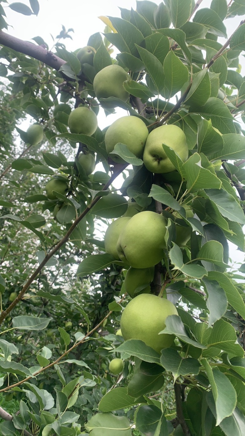 阳信早酥梨上市，脆甜爽口，渣小多汁，无虫害。