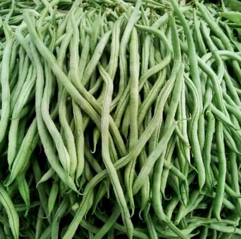 四季豆小金豆无筋豆扁豆产地直供价格优惠电商一件代发