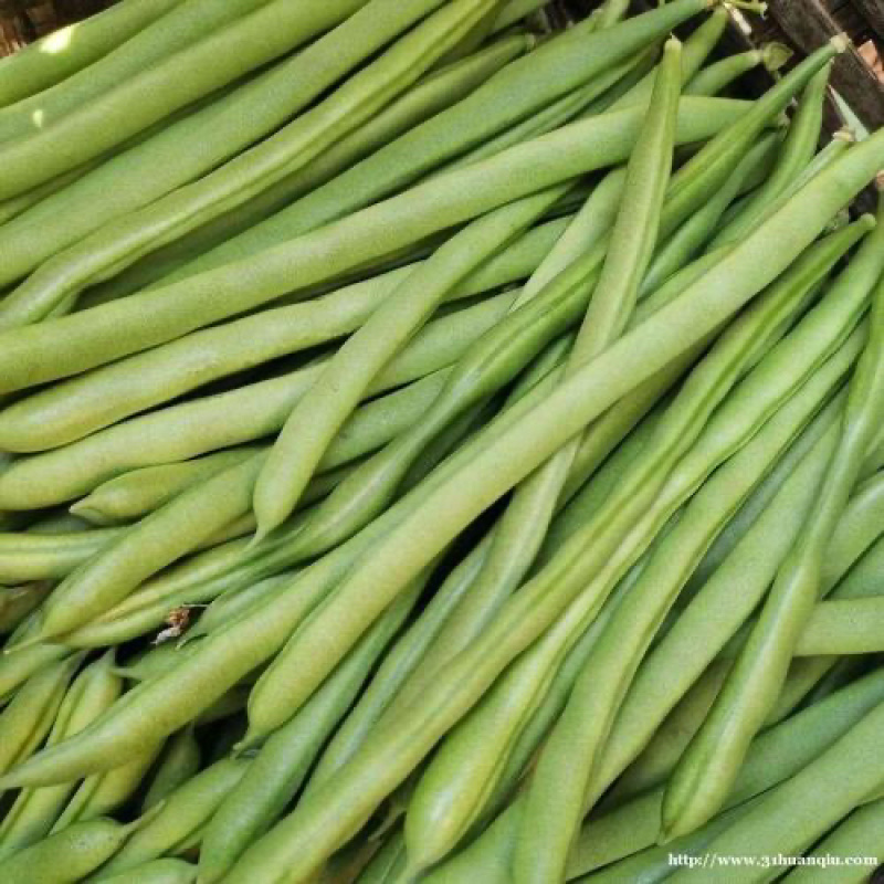 四季豆小金豆无筋豆扁豆产地直供价格优惠电商一件代发