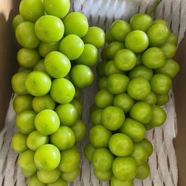【阳光玫瑰】蒲城冷库葡萄大棚葡萄大量供货货源稳定代发全国