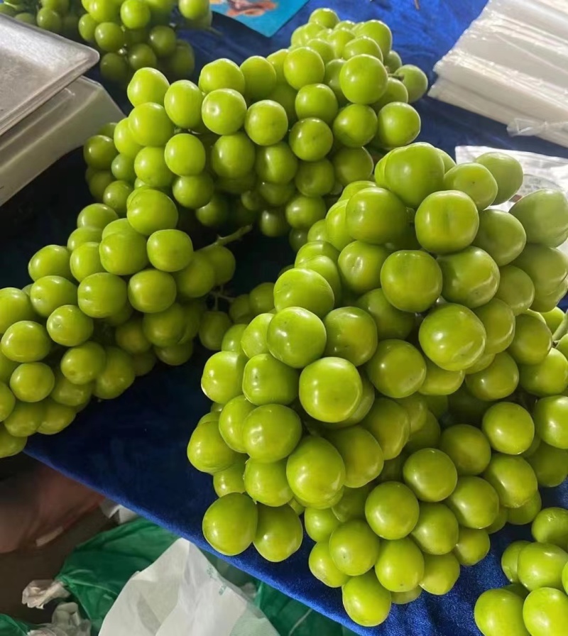 【阳光玫瑰】蒲城冷库葡萄大棚葡萄大量供货货源稳定代发全国