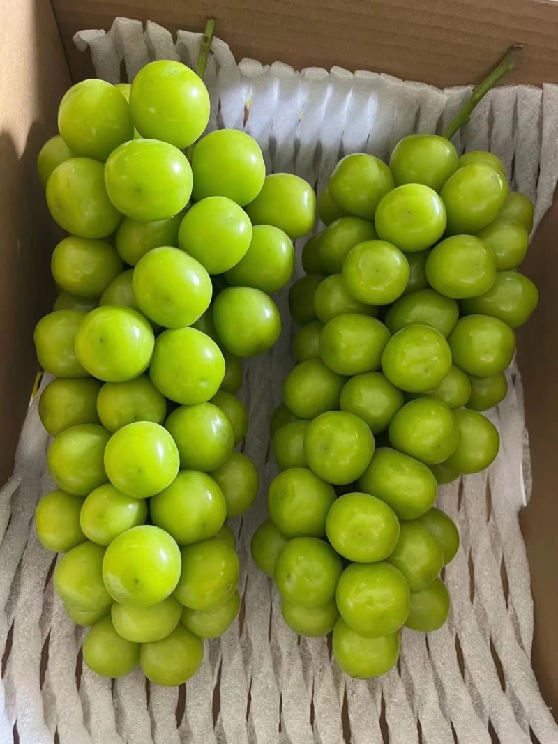 【阳光玫瑰】蒲城冷库葡萄大棚葡萄大量供货货源稳定代发全国
