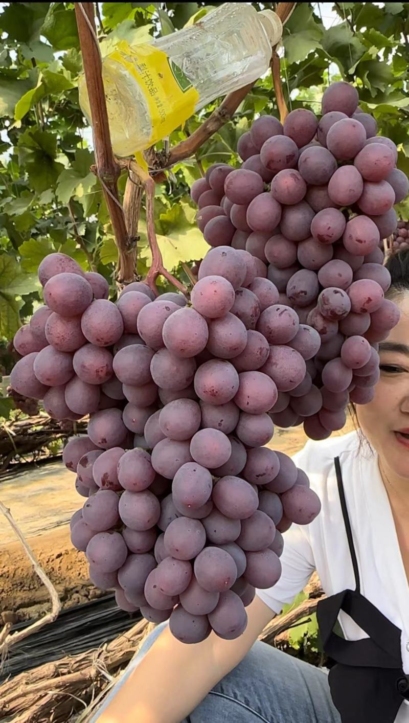 陕西蒲城葡萄冷库红提葡萄大量现货供应