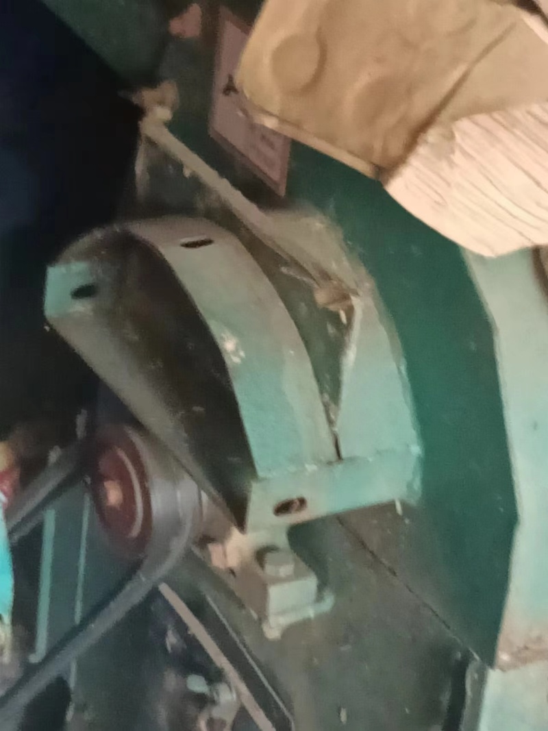 怀孕母牛