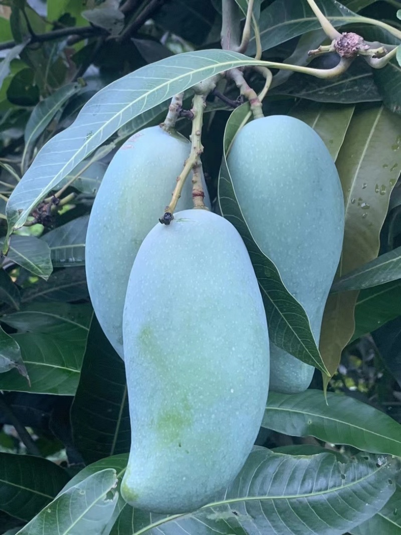 桂七芒广西桂七芒一件代发整箱包邮品质保证