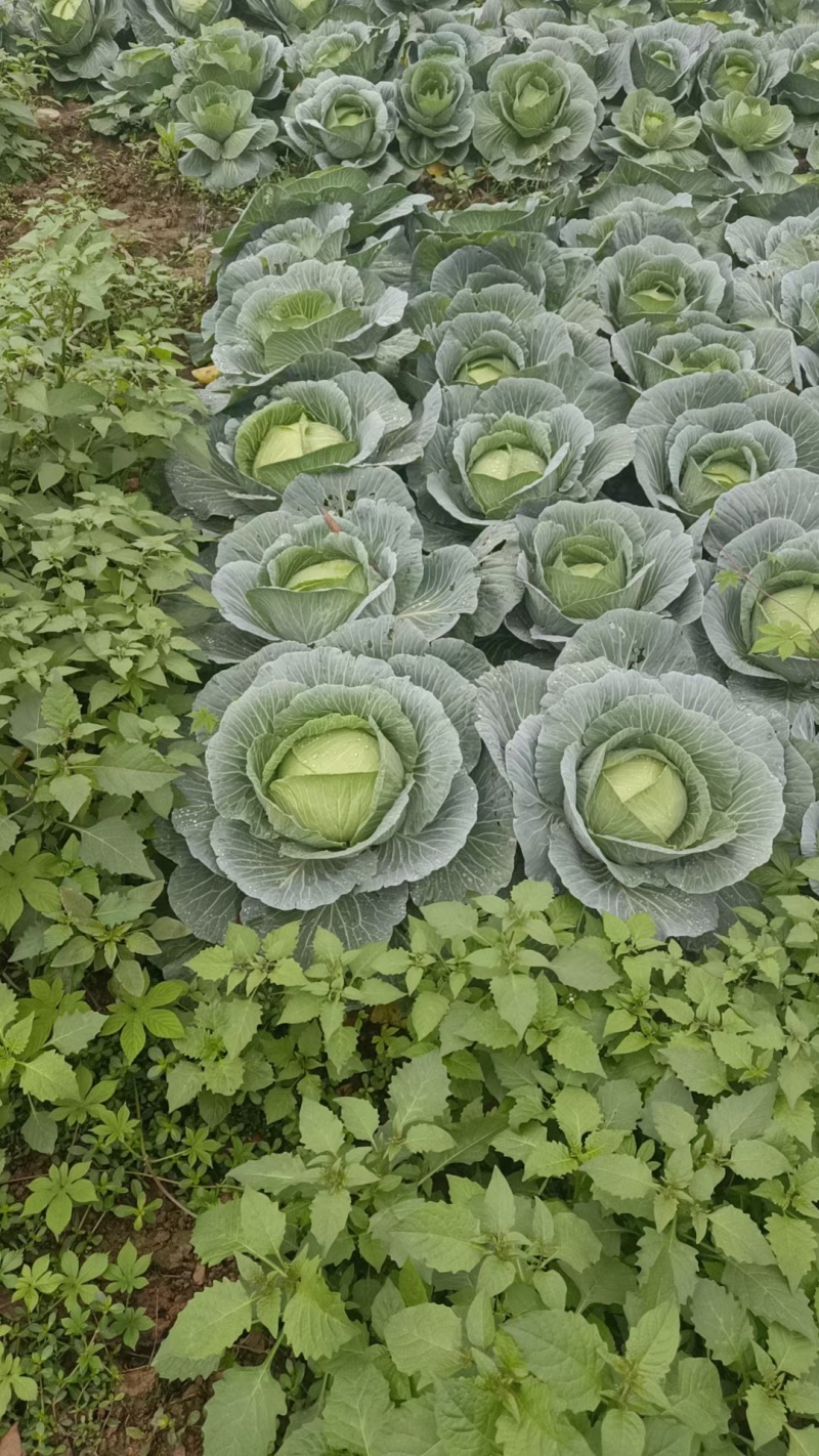 精品圆包菜，基地直发，欢迎来定购。