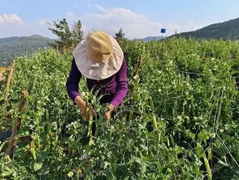 青豌豆水果豌豆胡豆上市，一件代发基地直供欢迎订购