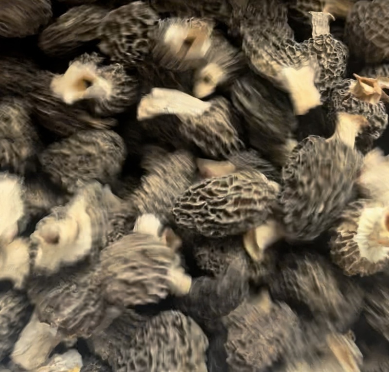 防野生圆通羊肚菌，厚肉羊肚菌