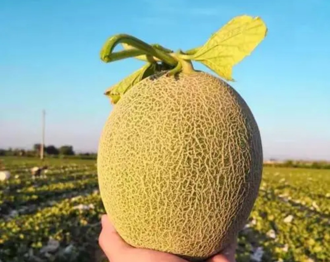 切开的甜瓜与蜜瓜内部结构对比