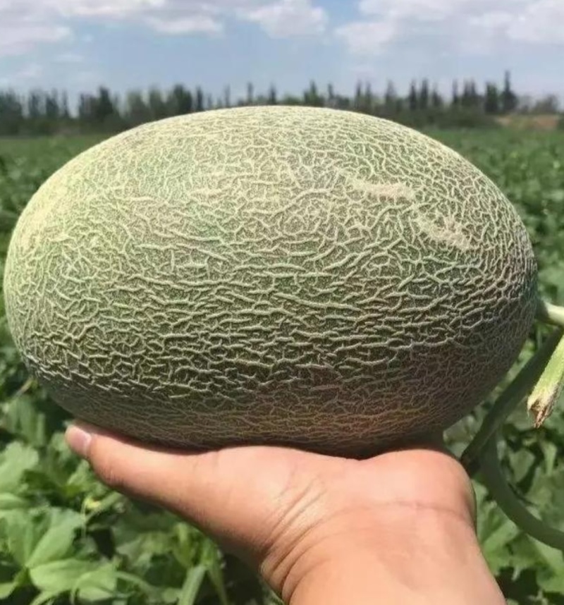 新疆哈密瓜，西州蜜瓜大量上市，质量三包欢迎老板前来考察