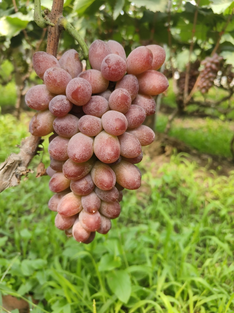 费县茉莉花葡萄大量供应需要联系产地直发一手货源