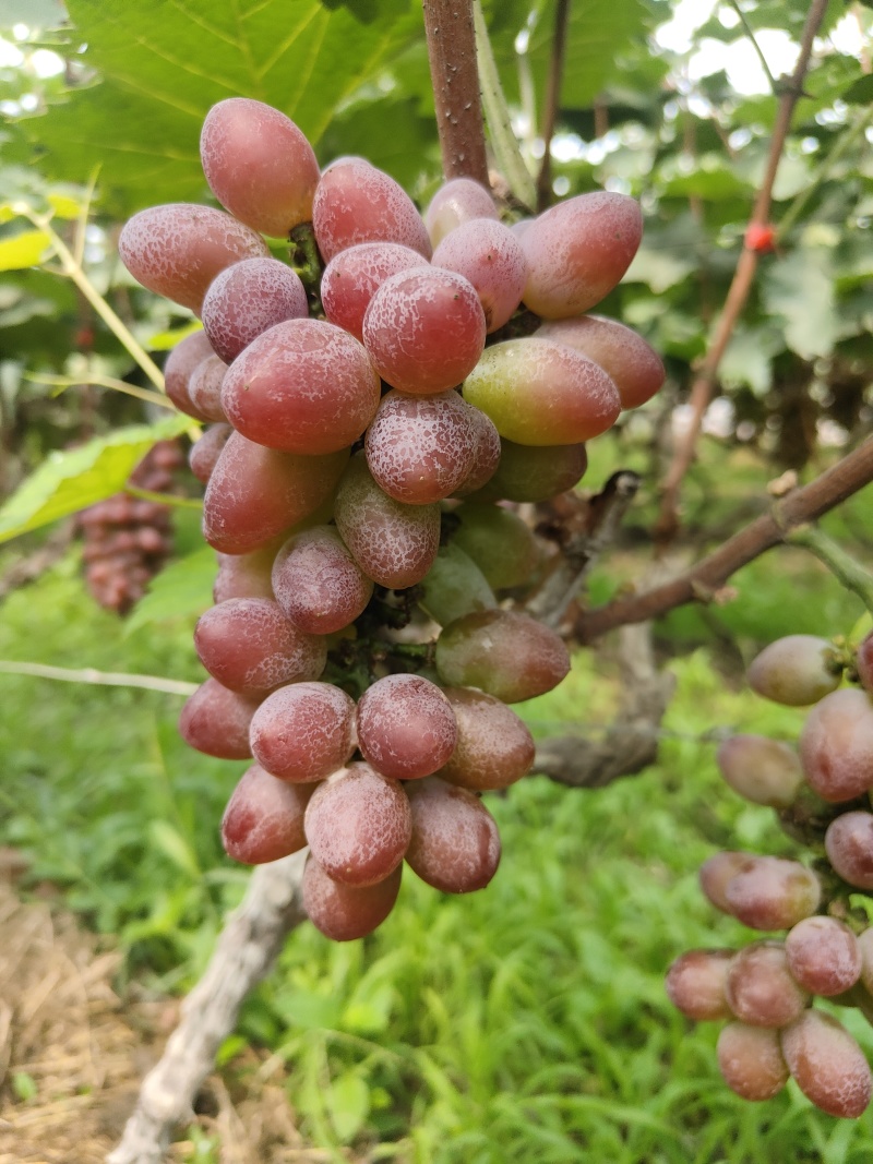 费县茉莉花葡萄大量供应需要联系产地直发一手货源